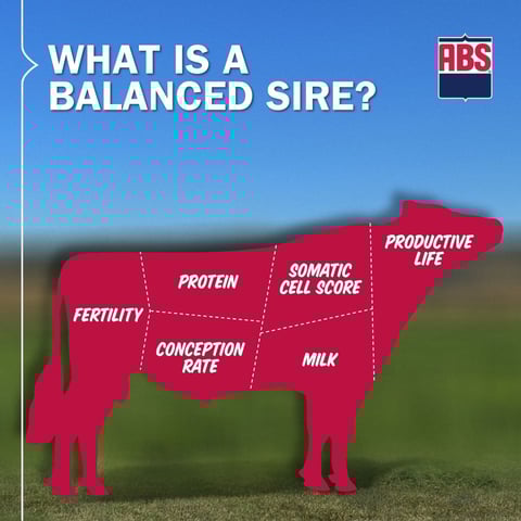 02_SireSummary_WhatIsBalancedSire_1225_1200x1200