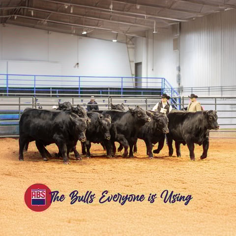 2026SDSpreads_0226_BullsEveroneisusing_1200x1200