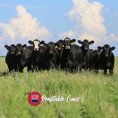 2026SDSpreads_0226_ProfitableCows_1200x1200 (1)