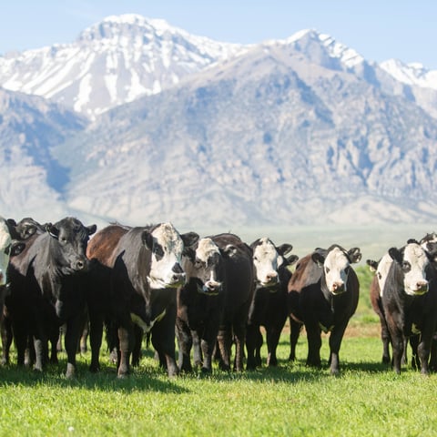 CompositeCattle (1200 x 1200 px)