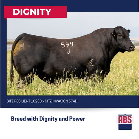 DIGNITY (1)