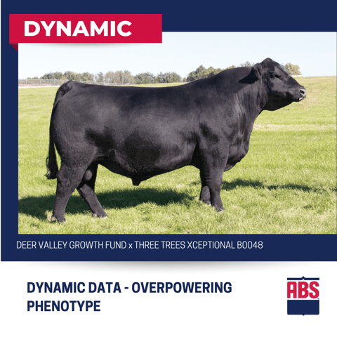 Dynamic (2)