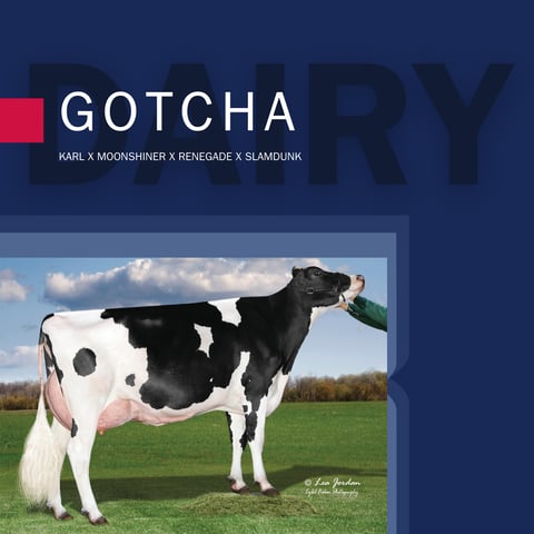 FeaturedBull_0725_1200x1200 (4)