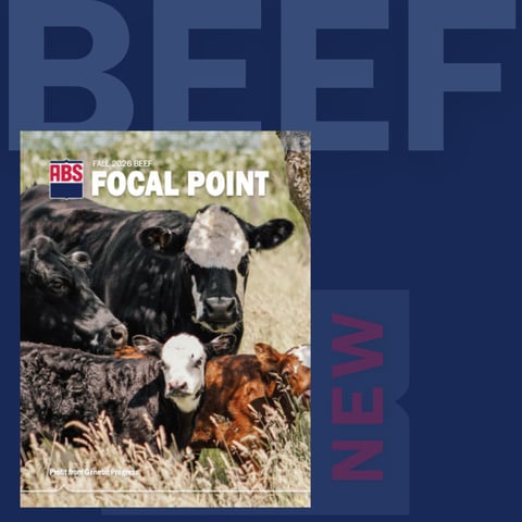 Focal Point 26
