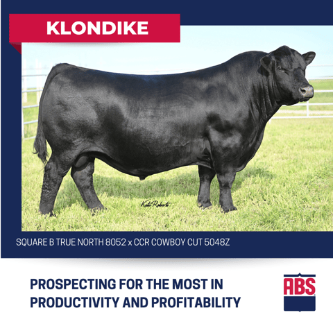 KLONDIKE (4)