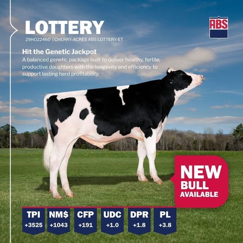 Lottery_BullRelease_0826_1080x1080 (1)