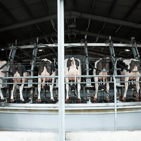 MilkingSpeed (1200 x 1200 px)