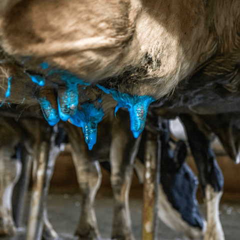 NAM  US  Udder Care (Blue)