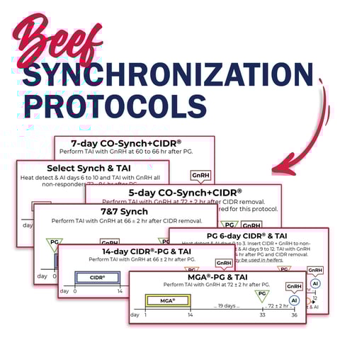 NAM | US | Beef Synchronization Protocols | 1200x1200