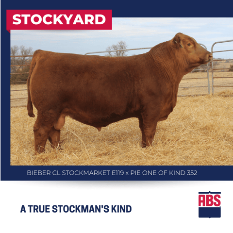 STOCKYARD (4)