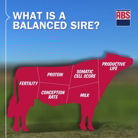 SireSummary_WhatIsBalancedSire_1225_1200x1200