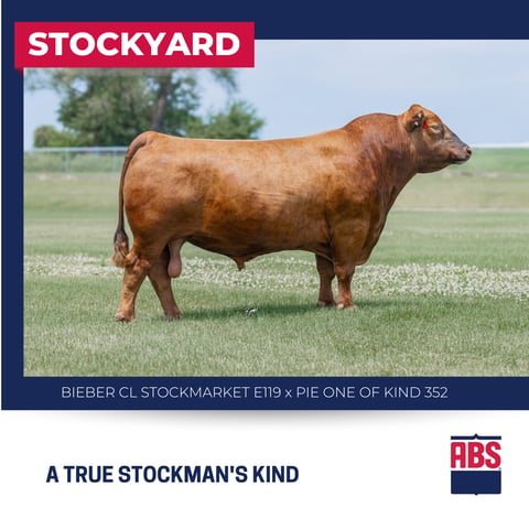 STOCKYARD (6)
