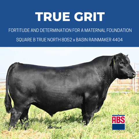 TRUE GRIT (1)