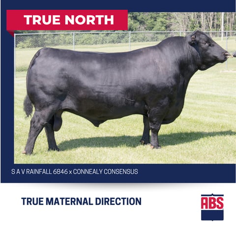 TRUE NORTH 