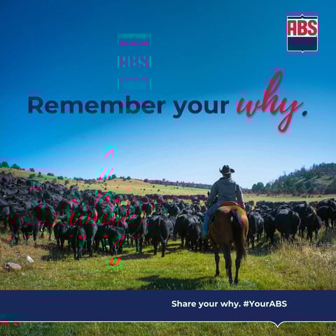 YourABS_RememberYourWhy_Social_1200x1200_Beef-NAM (1)