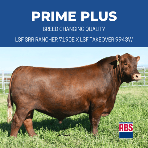 _SSPRIME PLUS (RED ANGUS) (2)