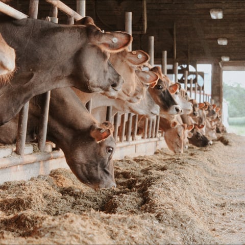 jersey header (1200 x 1200 px) (2)